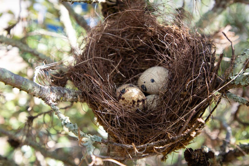 eier-einem-vogelnest-im-naturbaum-143904178.jpg