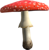 Amanita.png