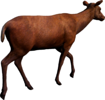 Animal_CapreolusCapreolus.png