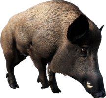 Boar.png