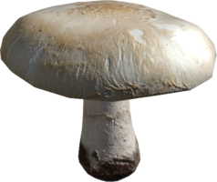 Champignon.png