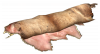 DeerPelt.png