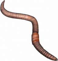 Earthworm.png