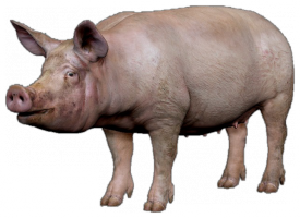 Pig.png