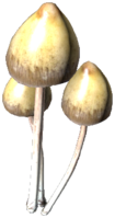 libertyCap_Mushroom.png