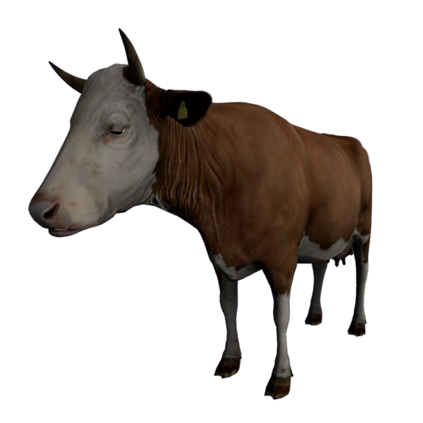 Cow